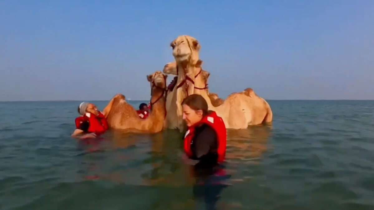 Swimming With Camels in the UAE With NACROA - North American Camel ...