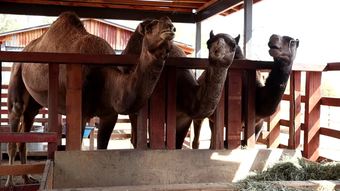 Have you visited Madera County’s camel sanctuary? - North American ...